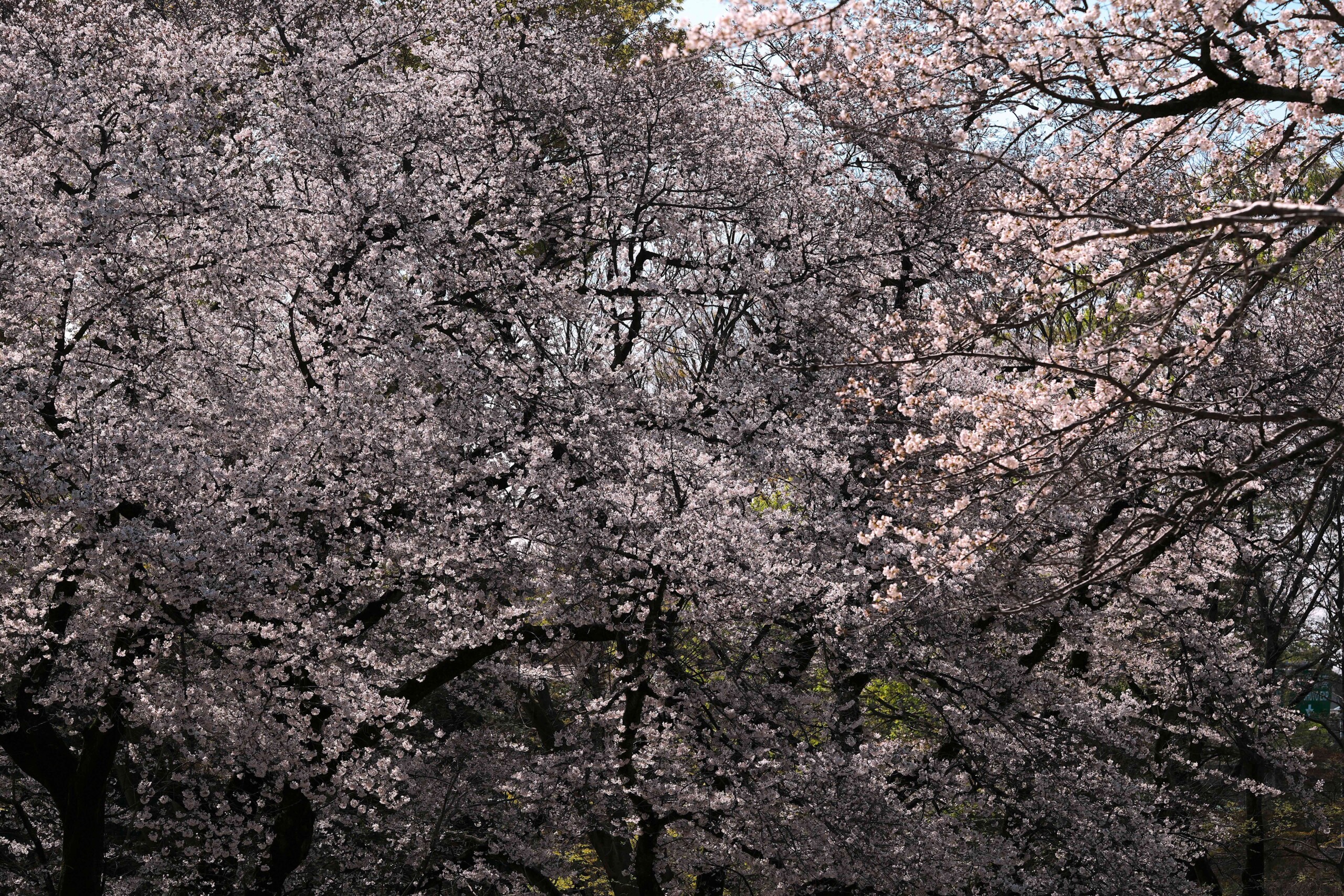 月足30年 第76集 平成25年下期版（25年8月まで収録） 2025年4月の日記 | 渋谷区ふれあい植物センター